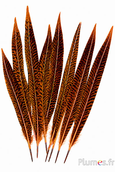 Goudfazant - 20-35 cm - azteeksgoud